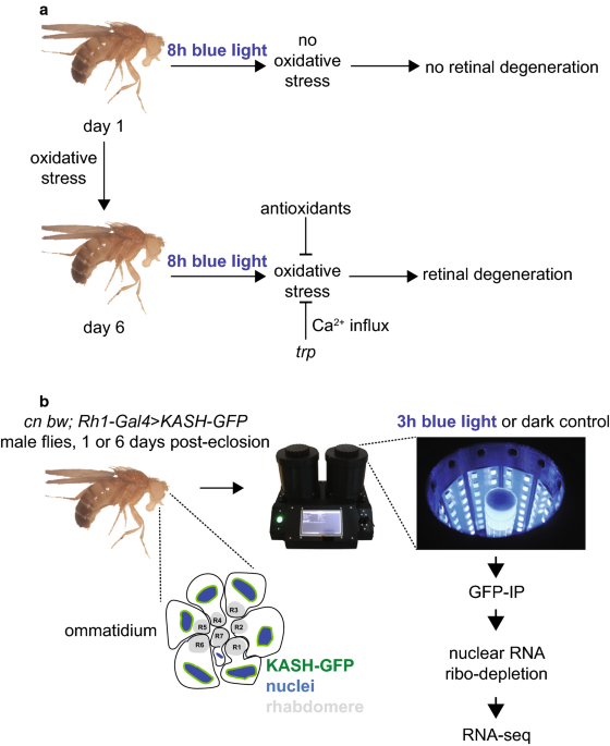 Blue light induces a neuroprotective gene expression program in Drosophila  photoreceptors, BMC Neuroscience