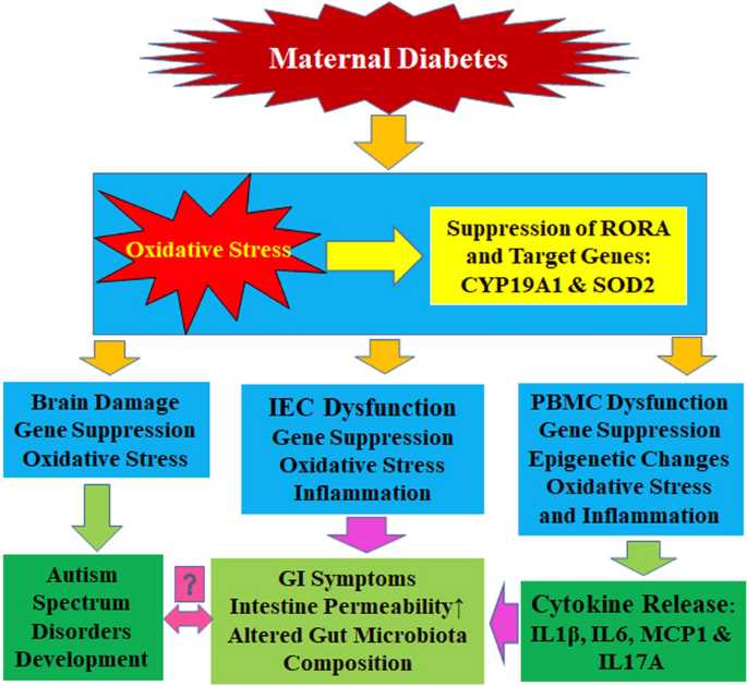 Maternal diabetes-mediated RORA suppression in mice contributes to
