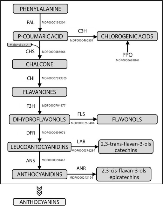 https://media.springernature.com/m685/springer-static/image/art%3A10.1186%2Fs12870-014-0193-7/MediaObjects/12870_2014_Article_193_Fig1_HTML.jpg