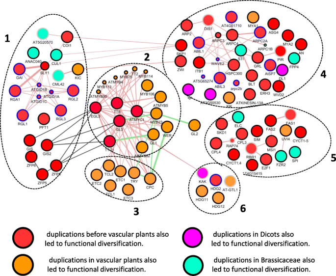 The evolution of gene regulatory networks controlling Arabidopsis