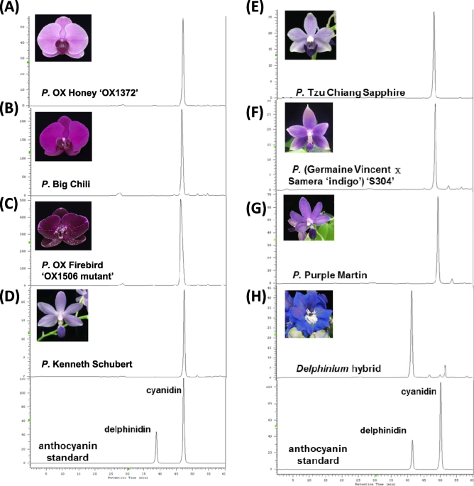 20+ Phalaenopsis Orchid Colors