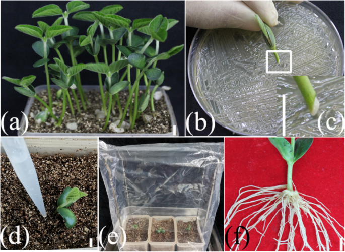 One-step generation of composite soybean plants with transgenic roots by  Agrobacterium rhizogenes-mediated transformation | BMC Plant Biology |  Springer Nature Link