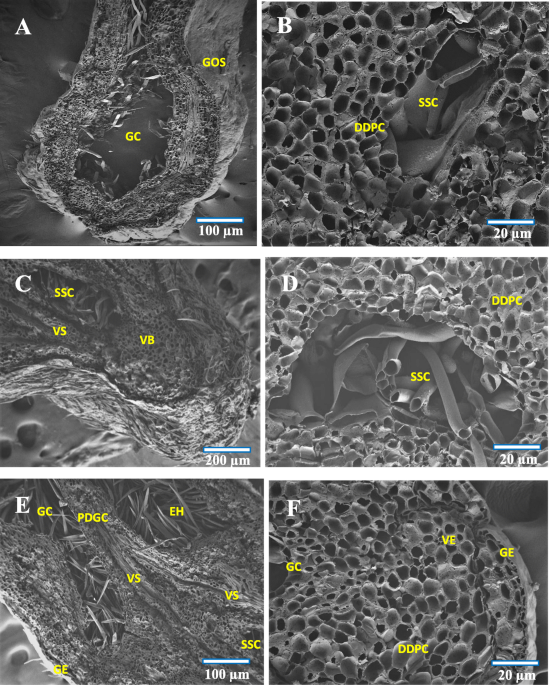 Dynamics of limited neoplastic growth on Pongamia pinnata (L.) (Fabaceae)  leaf, induced by Aceria pongamiae (Acari: Eriophyidae), BMC Plant Biology