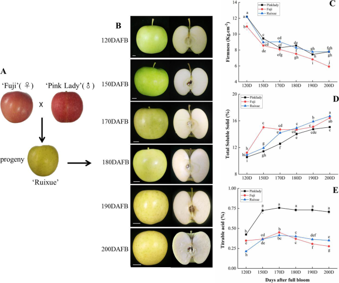 Transcriptomic and Metabolic Analyses Provide New Insights into the Apple  Fruit Quality Decline during Long-Term Cold Storage
