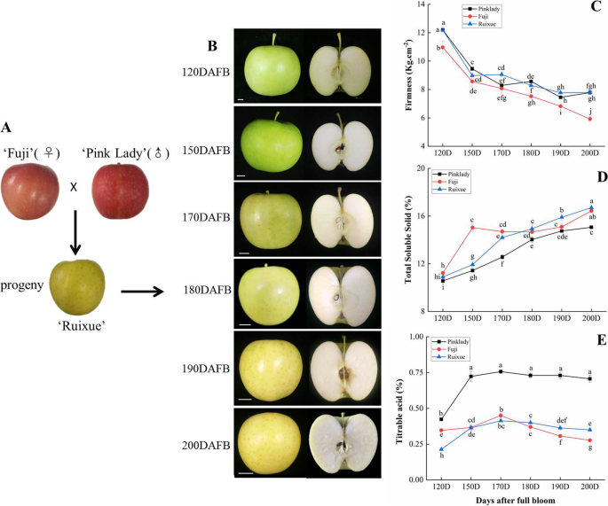 Researchers Sequence Genome of Honeycrisp Apple Cultivar