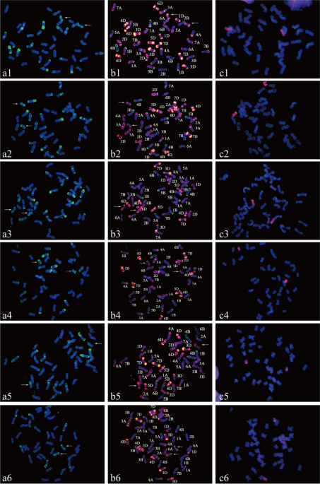 Molecular cytogenetics and development of St-chromosome-specific molecular markers of novel stripe rust resistant wheat–Thinopyrum intermedium and wheat–Thinopyrum ponticum substitution lines
