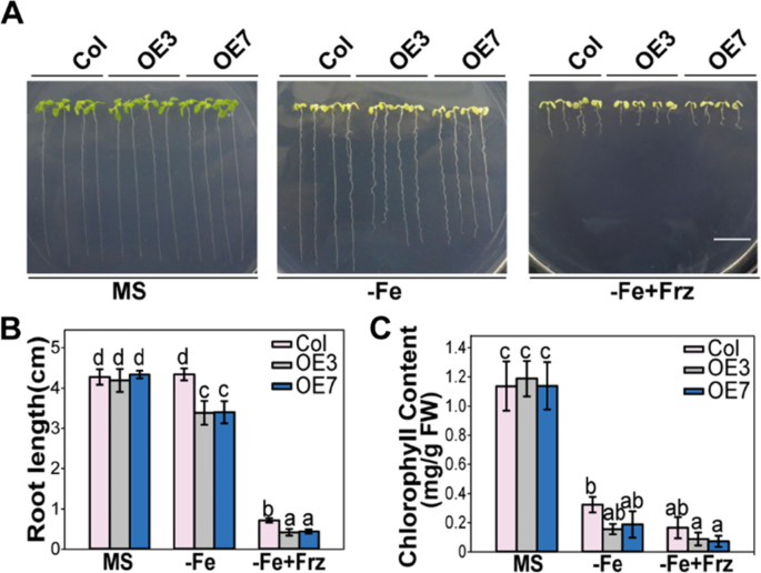 FER-LIKE IRON DEFICIENCY-INDUCED TRANSCRIPTION FACTOR (FIT