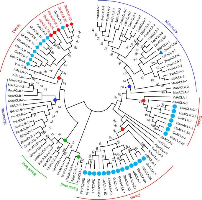 ATP-citrate lyase B (ACLB) negatively affects cell death and resistance to Verticillium wilt