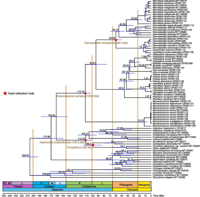 PDF) Spore morphology and ultrastructure of Dennstaedtiaceae from