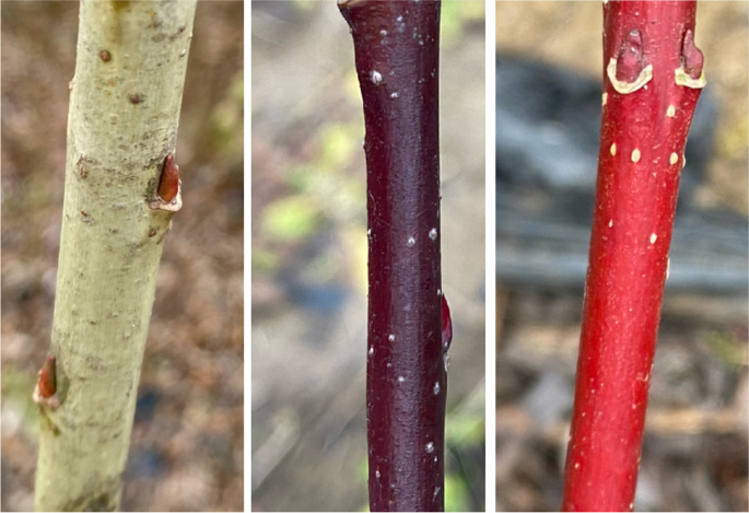 red willow bark tobacco Different color regulation mechanism in willow barks determined using  integrated metabolomics and transcriptomics analyses | BMC Plant Biology