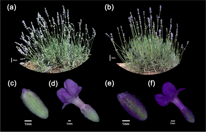 Formation mechanism of glandular trichomes involved in the synthesis and  storage of terpenoids in lavender | BMC Plant Biology | Springer Nature Link