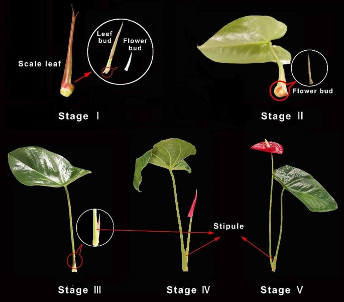 Auxin and carbohydrate control flower bud development in Anthurium  andraeanum during early stage of sexual reproduction | BMC Plant Biology |  Springer Nature Link