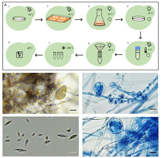 An improved method to study Phytophthora cinnamomi Rands zoospores  interactions with host | BMC Plant Biology | Springer Nature Link