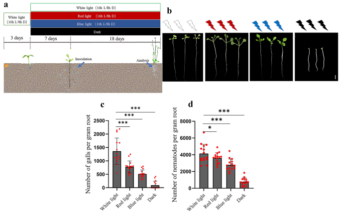 Light signaling regulates root-knot nematode infection and development via HY5-SWEET signaling