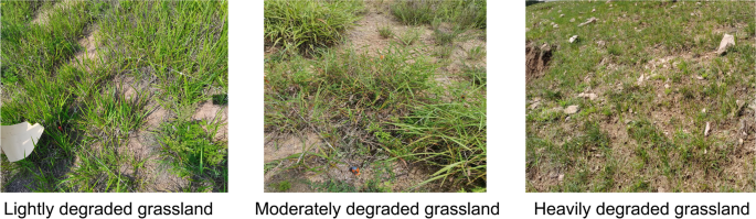 Grassland degradation affected vegetation carbon density but not soil carbon density