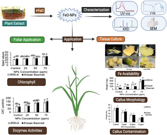 Green synthesized iron oxide nanoparticles as a potential regulator of  callus growth, plant physiology, antioxidative and microbial contamination  in Oryza sativa L. | BMC Plant Biology | Springer Nature Link
