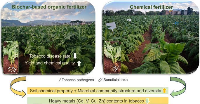 can tobacco be used as fertilizer Biochar-based organic fertilizer application promotes the alleviation of  tobacco (Nicotiana tabacum L.) continuous cropping obstacles by improving  soil chemical properties and microbial community structure | BMC Plant  Biology