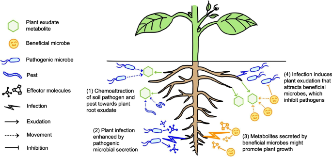 Deciphering metabolite signalling between plant roots and soil pathogens to  design resistance | BMC Plant Biology | Springer Nature Link