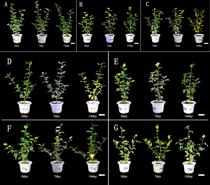 Effects of exogenous chitosan concentrations on photosynthesis and functional physiological traits of hibiscus under salt stress | BMC Plant Biology