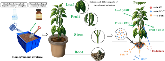 glutathione plant sources Impact of different sulfur sources on cadmium accumulation and metabolic  responses of glutathione and cysteine in peppers | BMC Plant Biology