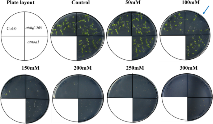 The stress-induced gene AtDUF569 positively regulates salt stress responses in Arabidopsis thaliana | BMC Plant Biology