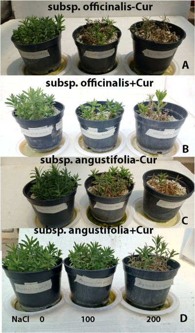 glutathione and pots Exogenous curcumin alleviates salt stress in lavender plants: a physiological biochemical investigation | BMC Plant Biology Butyrate