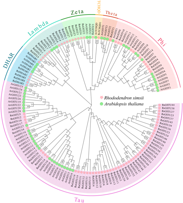 glutathione and pots Genome-wide identification light-quality-dependent characterization of S-transferase genes involved in anthocyanin accumulation in Rhododendron | BMC Plant Biology كريم مع سيراميد Effective Ways to Alleviate Weight:100 g (3.53 oz)