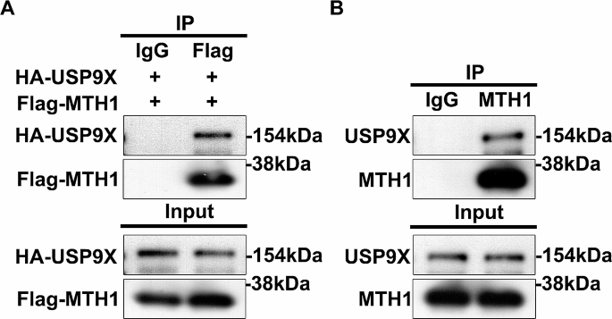 USP9X regulates the proliferation, survival, migration and invasion of gastric cancer cells by stabilizing MTH1