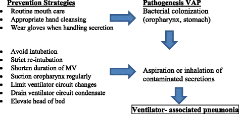 vap intubation Reducing ventilator-associated pneumonia in neonatal intensive care unit  using “VAP prevention Bundle”: a cohort study | BMC Infectious Diseases
