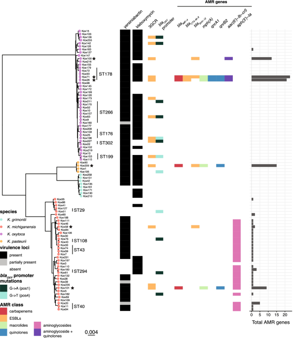Sequence type diversity and population structure of ESBL-producing
