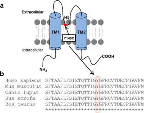 The W88C Mutation of Kibra Impairs Its Binding to Dendrin (A