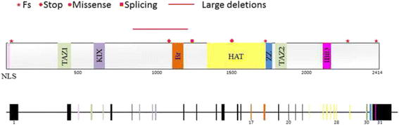 PDF) Genetic heterogeneity in Rubinstein-Taybi syndrome: Delineation of the  phenotype of the first patients carrying mutations in EP300