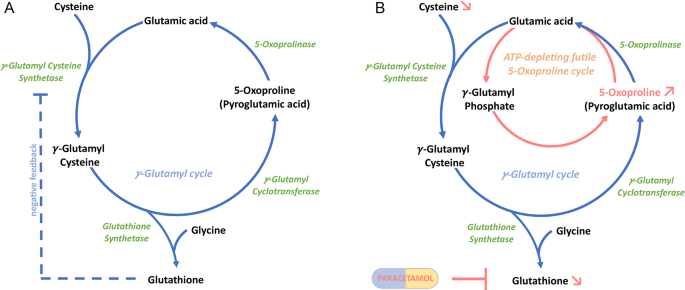 does paracetamol deplete glutathione Fasting depletes Glutathione, turning 