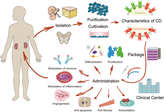 Immunomodulatory effects of mesenchymal stem cell therapy in chronic kidney  disease: a literature review | BMC Nephrology