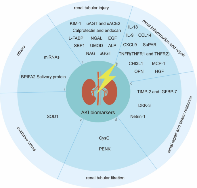 Advances in the diagnosis of early biomarkers for acute kidney injury: a  literature review | BMC Nephrology | Springer Nature Link