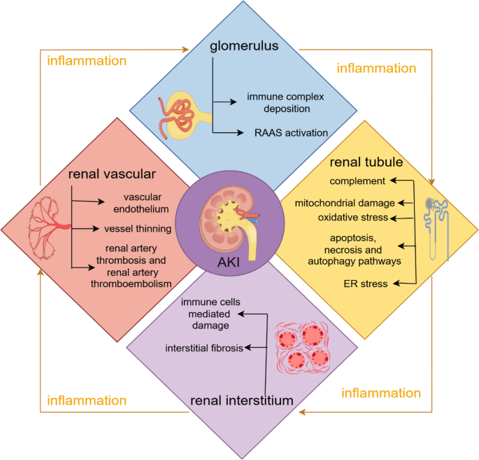 glutathione killed candida ncbi C5a-licensed phagocytes drive sterilizing immunity during systemic fungal  infection