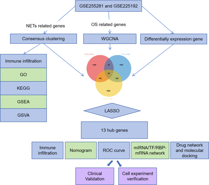 glutathione female network A single-cell approach to decode metabolic regulation in gynecologic and breast cancers qorA shapes organ-specific adaptation of