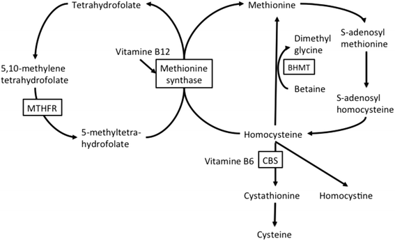 mthfr gene mutation and b12 injections Rapidly progressive psychotic symptoms triggered by infection in a patient  with methylenetetrahydrofolate reductase deficiency: a case report | BMC  Neurology