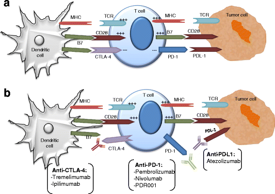 How melanoma evades the immune system