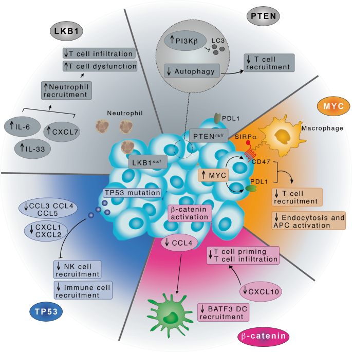 Bio 115-21 Neuron and Glia Drawings.docx - Biology 115: Organismal