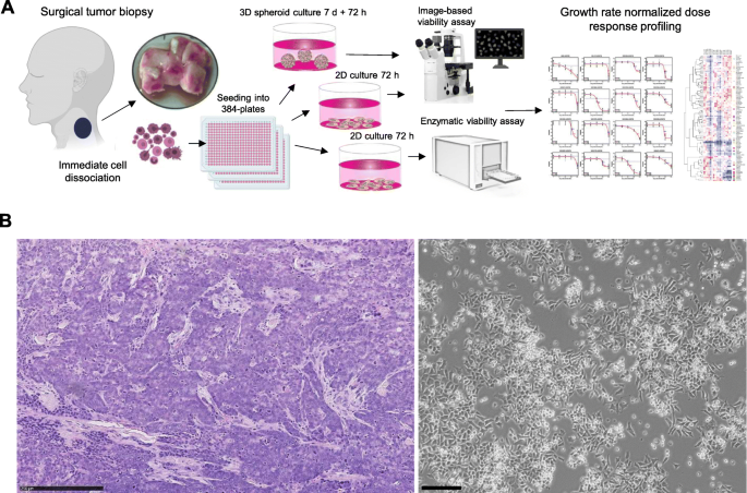 In vivo efficacy testing Clinisciences