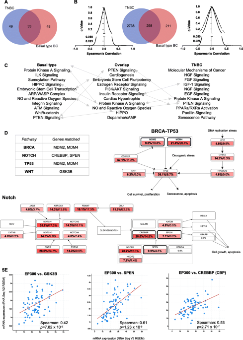 Chemical and genetic rescue of an ep300 knockdown model for