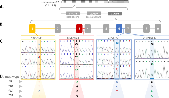 CYP2D6 polymorphisms influence tamoxifen treatment outcomes in