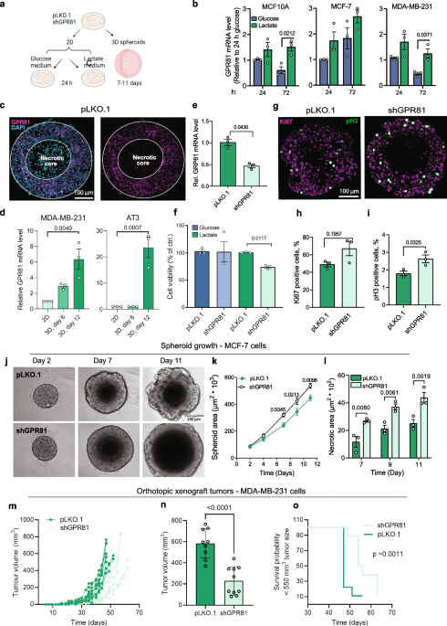 Lactate receptor GPR81 drives breast cancer growth and