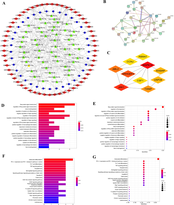 Regulatory function and mechanism research for m6A modification WTAP via  SUCLG2-AS1- miR-17-5p-JAK1 axis in AML, BMC Cancer