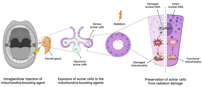 n acetyl l tyrosine vs acetyl l carnitine N-Acetyl L-Tyrosine Powder