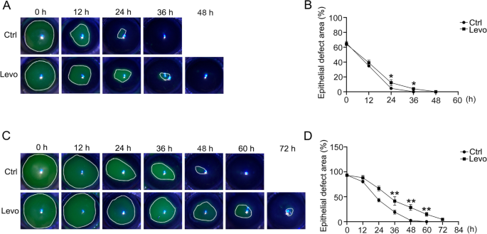 Amination-mediated nano eye-drops with enhanced corneal permeability and  effective burst release for acute glaucoma treatment - ScienceDirect