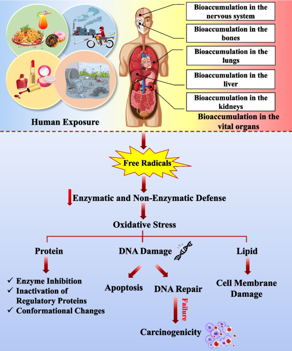 glutathione gary brecka dosage What Is Glutathione? Here Are the Uses, Benefits & Science