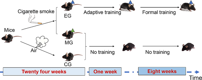 do mice like cigarette smoke Lung transcriptomics reveals the underlying mechanism by which aerobic  training enhances pulmonary function in chronic obstructive pulmonary  disease | BMC Pulmonary Medicine