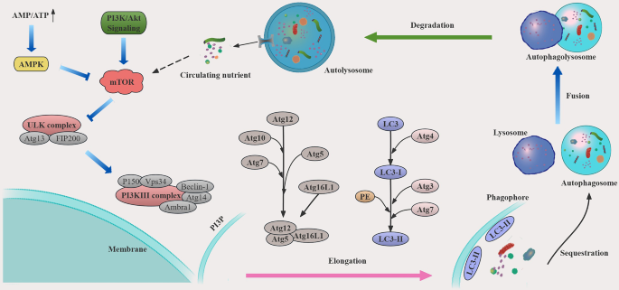 glutathione and prostate enlargement Biochemical histomorphological changes in testosterone propionate-induced benign prostatic hyperplasia in male Wistar rats treated with ketogenic diet Benign Prostatic Hypertrophy (BPH) -